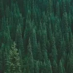 close up photography of green trees