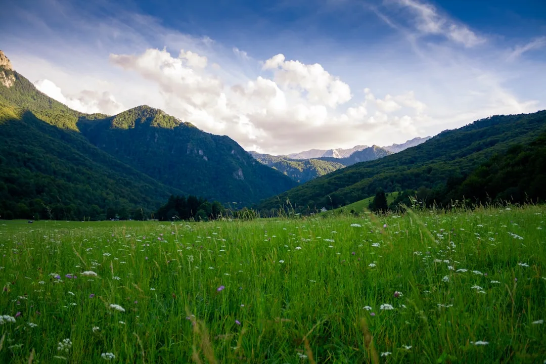 grass field and mountain ranges
