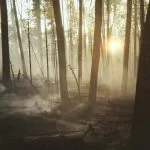 silhouette of trees during sunset